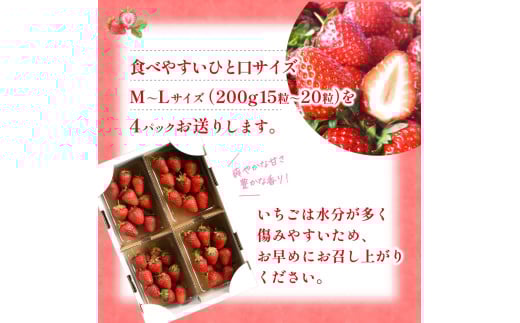 【先行予約】まりひめイチゴ4パック 食べやすいひと口サイズ M～L（15粒～20粒入×4パック）【2026年1月初旬～3月下旬頃に順次発送】（お届け日指定不可）/ いちご 苺 まりひめ 和歌山 フルーツ【kgr034】