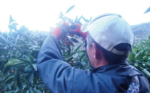 みかん 【2026年秋頃発送予約分】＼光センサー選別／ 【農家直送】こだわりの極早生みかん 約7.5kg 【数量限定】 有機質肥料100% サイズ混合 ※2026年10月～11月に順次発送予定（お届け日指定不可） 有田産【nuk136E】
