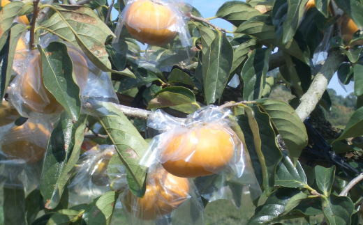 【希少】紀の川柿約1.8～2kg（種無し）秀選品　【tec405B】