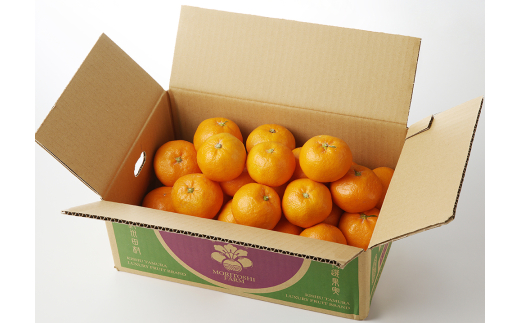 【先行予約】高級ブランド 秀品 紀州有田田村産みかん 3kg ※2025年12月頃～2026年1月下旬頃に順次発送予定 / みかん ミカン 蜜柑 温州みかん 柑橘 フルーツ 果物 【uot848】