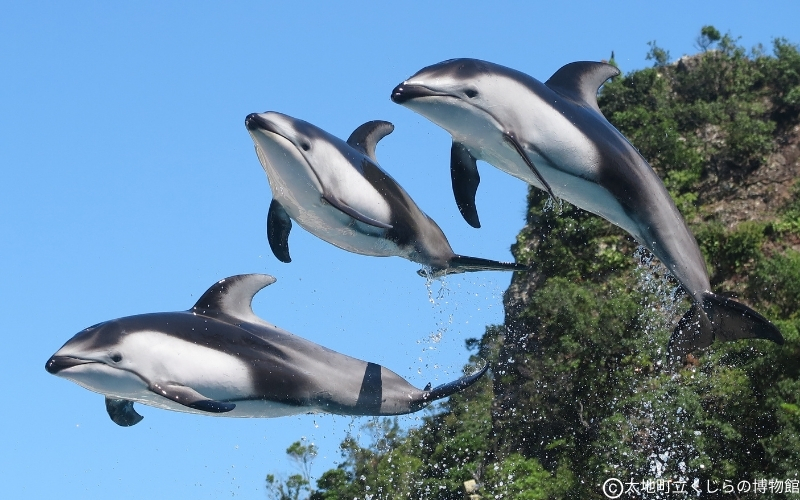 太地町立くじら博物館　入館チケット大人1名分/チケット 入館券 博物館 くじら 鯨【kzr001】