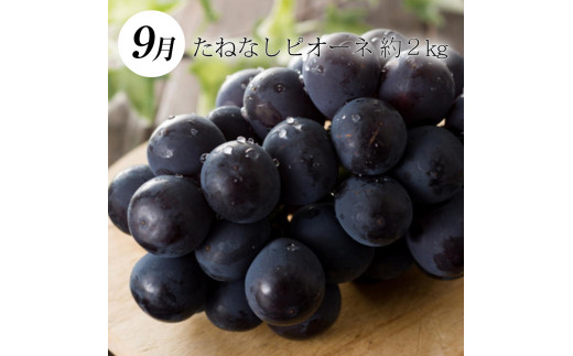 【3か月定期便】和歌山産フルーツ定期便！人気の桃・梨・ピオーネ　旬のフルーツを毎月お届け♪【tkb114】