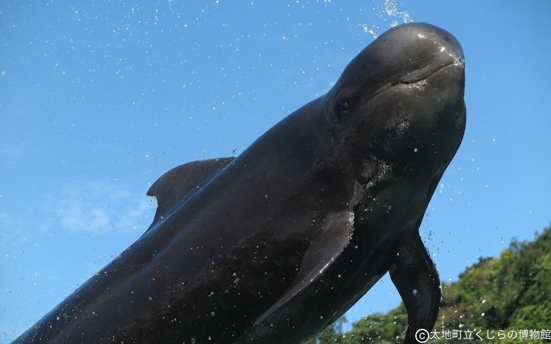 太地町立くじら博物館　入館チケット大人1名分/チケット 入館券 博物館 くじら 鯨【kzr001】