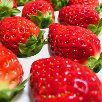 【和歌山ブランド苺】【大人気】農家直送!濃厚完熟まりひめいちご 12~18粒×2トレイ(約700g)　※2024年1月下旬～3月下旬ごろ順次発送予定（お届け日指定不可）【ard165A】