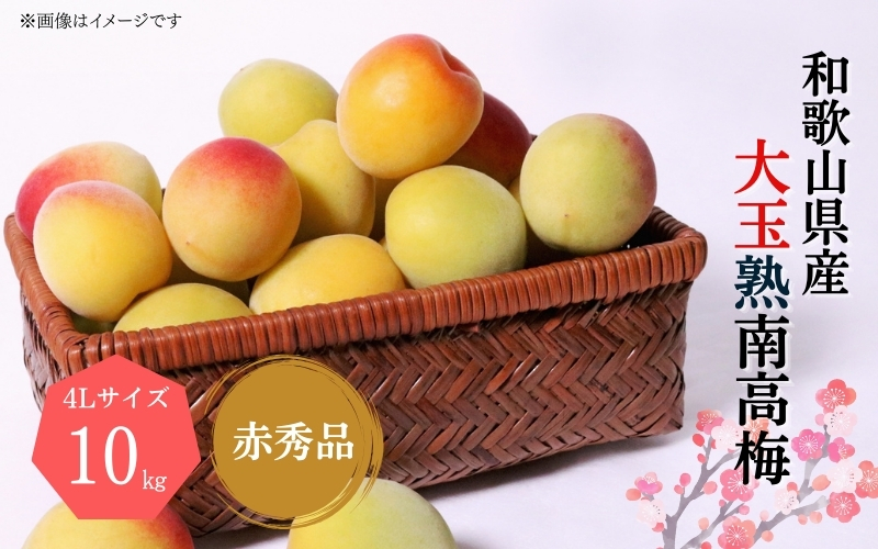 【梅干・梅酒用】大玉4Lサイズ10Kg熟南高梅 赤秀品＜2026年6月上旬～7月上旬ごろに順次発送予定＞【art022A】