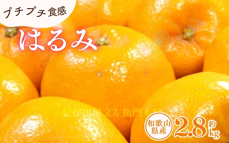 はるみ 約2.8kg/サイズおまかせ　※2026年1月下旬～2026年3月中旬頃に順次発送予定(お届け日指定不可)　紀伊国屋文左衛門本舗　【ntbt461B】