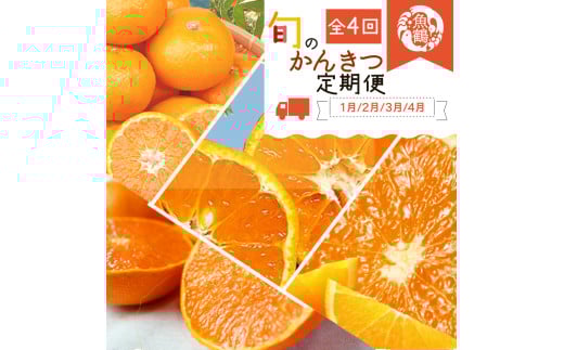 【4か月定期便】旬の柑橘定期便 / みかん ミカン 柑橘 オレンジ 果物 くだもの フルーツ フルーツ定期便 和歌山【tkb416】