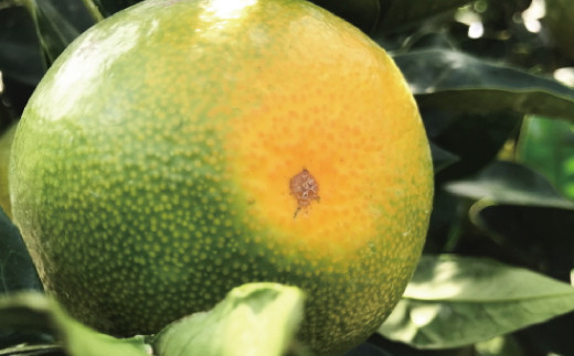 【先行予約】【初秋の美味】【農家直送】特選　青切り有田みかん　約10kg+200g(傷み補償分)【2026年9月中旬～10月上旬頃に順次発送予定】【ard233A】