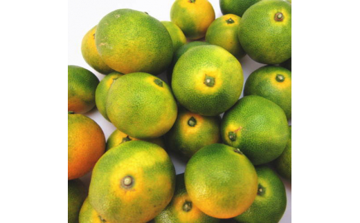 【初秋の美味】有田育ちのご家庭用ゆら早生有田みかん　約3kg+200g(傷み補償分)【サイズ混合】【2026年10月中旬～11月上旬頃に順次発送予定】【ard236A】