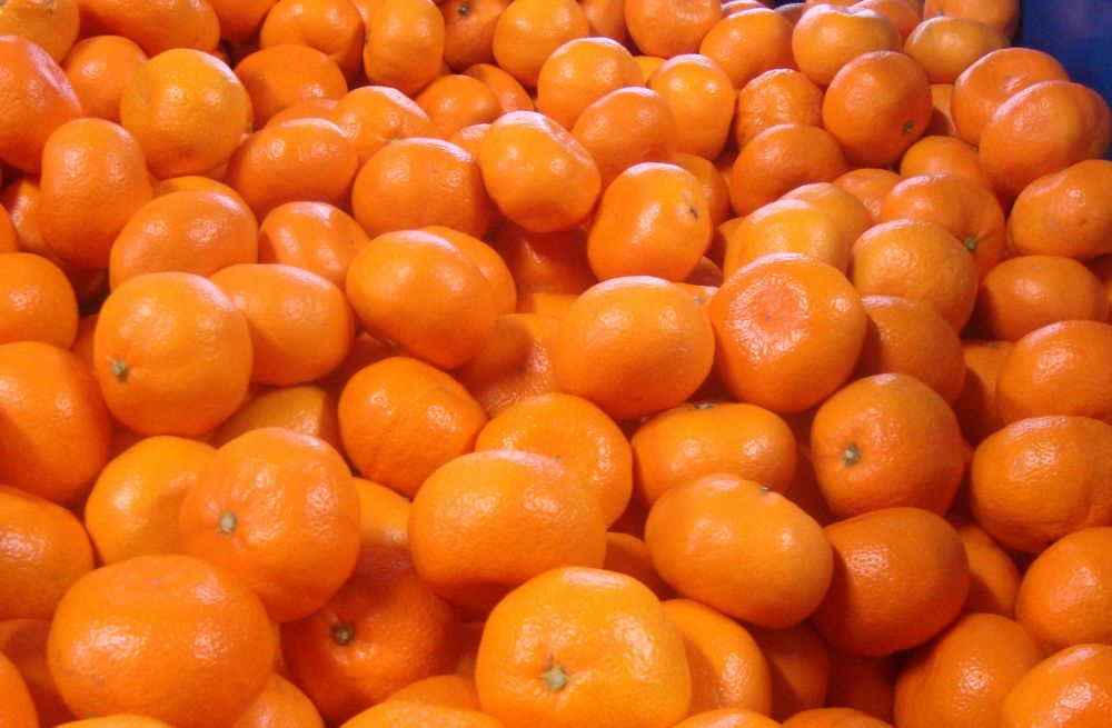 【農家直送】有田みかん 約7.5kg 大玉3L以上 有機質肥料100% ※2025年12月初旬～1月中旬に順次発送(お届け日指定不可)/みかん ミカン 温州みかん 柑橘 有田 和歌山 産地直送【nuk158C】