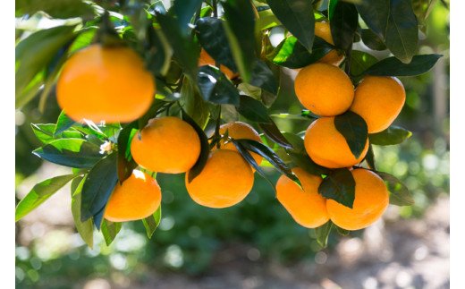 [秀品]和歌山有田みかん　5kg(SサイズまたはMサイズのいずれか)   先行予約 ※2025年11月中旬～2026年1月中旬頃順次発送予定（お届け日指定不可）【tec833A】