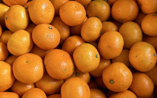 【秀品】 和歌山 有田みかん 5kg（2Sサイズ）※北海道・沖縄・離島への配送不可 ※2025年11月中旬～2026年1月中旬頃に順次発送予定（お届け日指定不可）【tec886A】