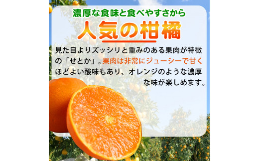 とろける食感 ジューシー柑橘 せとか 約2.5kg みかん 蜜柑 柑橘 オレンジ 果物 フルーツ 国産 和歌山県広川町 ※2027年1月下旬頃～2027年2月上旬頃に順次発送予定【uot789A】