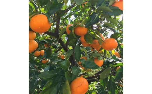 【果汁たっぷり】迫力満点！ 大粒 有田みかん 10kg＋200g【2025年11月中旬～12月下旬頃に順次発送予定】【ard055C】