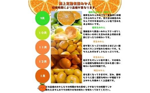 【2026年10月中旬～11月中旬頃に順次発送予定】有田育ちの完熟有田みかん 家庭用 サイズ混合(2S～2L)　約10.2kg(10kg+200g)【ard197F-10】