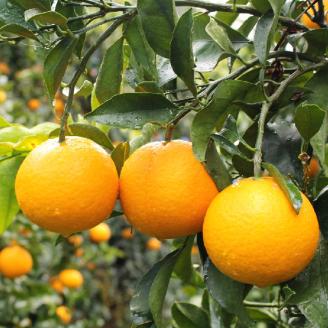 ＼ みかんの名産地 和歌山県産／ 農家直送 完熟清見オレンジ 5kg (M～２Lサイズおまかせ) ひとつひとつ手選別で厳選【2026年3月中旬～4月下旬ごろに順次発送予定】【hdm003A】