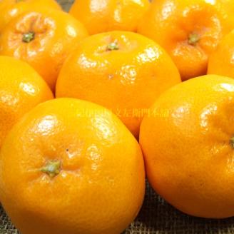 はるみ 約4kg/サイズおまかせ　※2026年1月下旬～3月中旬頃に順次発送予定(お届け日指定不可)　紀伊国屋文左衛門本舗　【kztb460B】