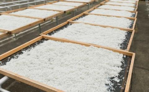 【冷蔵】 特上茹でたて釜揚げしらす　木箱入り1kg 無添加・無着色 / しらす シラス しらす シラス しらす シラス しらす シラス しらす シラス しらす シラス しらす シラス しらす シラス しらす シラス しらす シラス しらす シラス しらす シラス しらす シラスしらす シラス 釜揚げ 冷蔵【mar109】