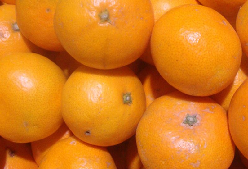 【訳あり】農家直送 有田みかん 約7.5kg ご家庭用 サイズ混合 ※2025年11月中旬より順次発送予定（お届け日指定不可）※北海道・沖縄・離島への配送不可 訳ありみかん みかん ミカン 蜜柑 柑橘 フルーツ 果物 くだもの 温州みかんサイズ混合 訳ありみかん 温州みかん 有機質肥料100% ふるさと納税 柑橘 有田 産地直送【nuk157E】