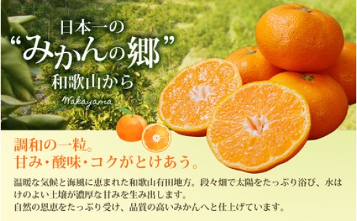 【訳あり みかん 7.5kg】  訳あり 有田みかん 約7.5kg サイズ混合 / フルーツ 果物 くだもの 柑橘 みかん ミカン オレンジ 温州ミカン みかん 名産地 甘い みかん ご家庭用 訳ありみかん 蜜柑 有機質肥料100% 有田 産地直送 ※2026年11月～2027年1月に順次発送予定（お届け日指定不可）※北海道・沖縄・離島への配送不可【nuk157F】