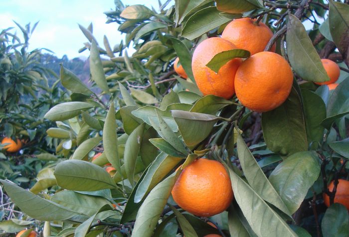 【農家直送】有田みかん 約7.5kg 大玉3L以上 有機質肥料100% ※2025年12月初旬～1月中旬に順次発送(お届け日指定不可)/みかん ミカン 温州みかん 柑橘 有田 和歌山 産地直送【nuk158C】