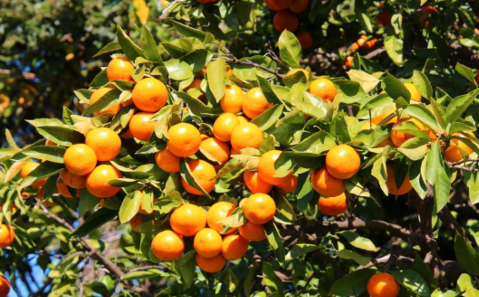 【秀品】 和歌山 有田みかん 5kg（2Sサイズ）※北海道・沖縄・離島への配送不可 ※2025年11月中旬～2026年1月中旬頃に順次発送予定（お届け日指定不可）【tec886A】