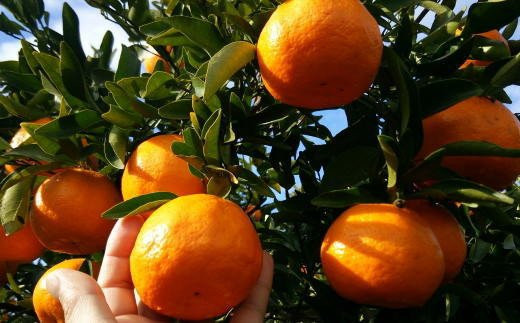 【厳選・濃厚】紀州有田産のはるみ 5kg (Lサイズ)※2026年1月下旬～2026年2月中旬頃順次発送(お届け日指定不可)【tec914B】