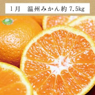 【3か月定期便】たっぷり届く♪ 訳ありみかんの定期便 温州みかん 不知火 清見オレンジ ご家庭用 ミカン 柑橘 フルーツ 果物 【tkb113】