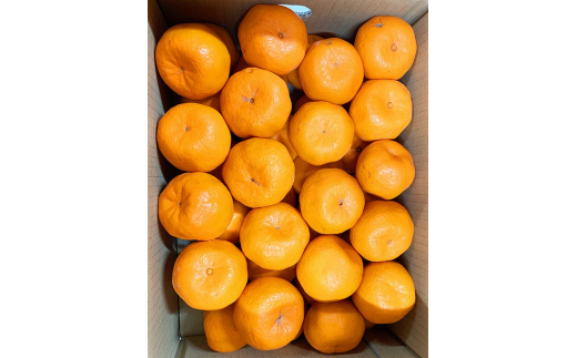 紀州和歌山有田産ポンカン　5㎏	※2026年2月上旬頃～2026年2月下旬頃に順次発送（お届け日指定不可）【uot722】