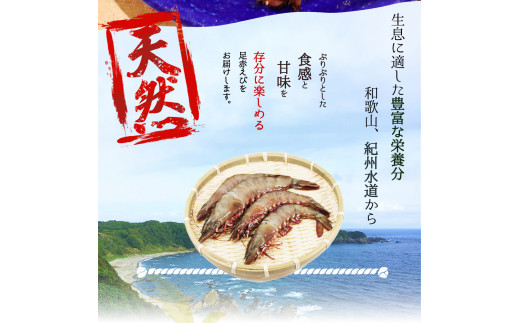 紀州和歌山産天然足赤えび540g（270g×2パック）化粧箱入 ※2026年12月上旬〜2027年2月上旬頃順次発送予定（お届け日指定不可）（お届け日指定不可）／海老 エビ えび クマエビ 足赤 天然 おかず【uot772A】