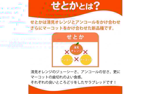 とろける食感 ジューシー柑橘 せとか 約2.5kg みかん 蜜柑 柑橘 オレンジ 果物 フルーツ 国産 和歌山県広川町 ※2027年1月下旬頃～2027年2月上旬頃に順次発送予定【uot789A】