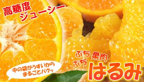 はるみ 約4kg/サイズおまかせ　※2026年1月下旬～3月中旬頃に順次発送予定(お届け日指定不可)　紀伊国屋文左衛門本舗　【kztb460B】