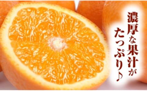 田村産清見オレンジ[約4.5kg]湯浅町田村産春みかん(果実サイズおまかせ)/紀伊国屋文左衛門本舗　※2026年3月中旬～4月下旬頃発送予定【kztb492A】