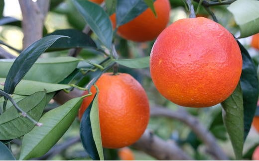 【希少・高級柑橘】国産濃厚ブラッドオレンジ「タロッコ種」約5kg ※2026年4月上旬～2026年4月下旬頃に順次発送【tec968】