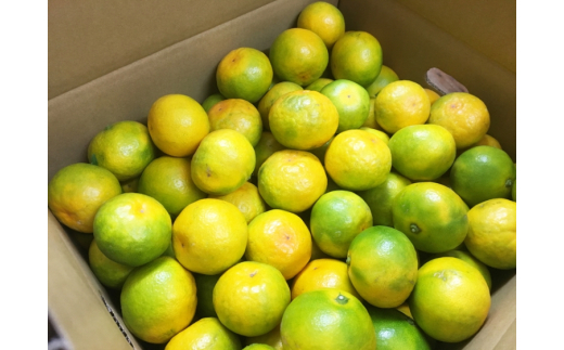 【先行予約】紀州和歌山有田産ゆら早生みかん 5kg 先行予約 ※2026年10月下旬頃〜11月上旬頃に順次発送（お届け日指定不可）【uot721】