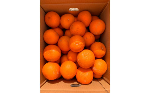 【ご家庭用訳アリ】紀州有田産清見オレンジ7.5kg サイズお任せ ※2026年3月下旬頃〜2026年4月中旬頃に順次発送予定(お届け日指定不可) 【uot730】【uot730】