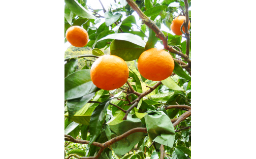 【ご家庭用訳アリ】初夏のみかん なつみ7.5kg　※2026年4月中旬頃～2026年4月下旬頃に順次発送予定(お届け日指定不可)【uot733A】