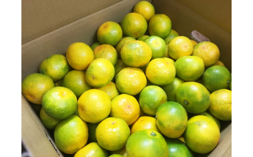 【先行予約】紀州和歌山有田産ゆら早生みかん10kg　※2026年10月中旬頃〜11月上旬頃に順次発送（お届け日指定不可）【uot734】