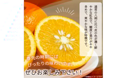 【先行予約】紀州有田産木成り完熟紅八朔８kg ※2026年2月末頃～2026年3月中旬頃に順次発送予定（お届け日指定不可）/ みかん 不知火 和歌山 フルーツ 有田【uot795】