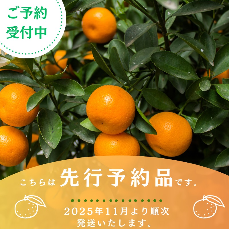 【先行予約】高級ブランド田村みかん 5kg ※2025年11月下旬頃～2026年1月下旬頃に順次発送予定(お届け日指定不可) みかん 柑橘類【uot504A】
