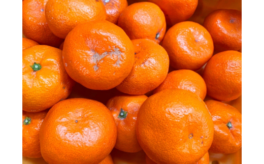 【ご家庭用訳アリ】初夏のみかん なつみ7.5kg　※2026年4月中旬頃～2026年4月下旬頃に順次発送予定(お届け日指定不可)【uot733A】