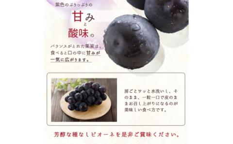 紀州和歌山産 ピオーネ 約2kg ※2026年8月下旬頃～2026年9月下旬頃に順次発送 ※日付指定不可 ぶどう ブドウ 葡萄 果物 くだもの フルーツ【uot781】