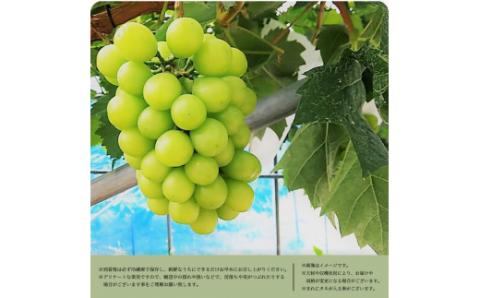 紀州和歌山産 シャインマスカット 約1kg ※2025年8月下旬頃～2025年9月上旬頃に順次発送 ※日付指定不可 ぶどう ブドウ 葡萄 マスカット 果物 くだもの フルーツ 人気【uot782】