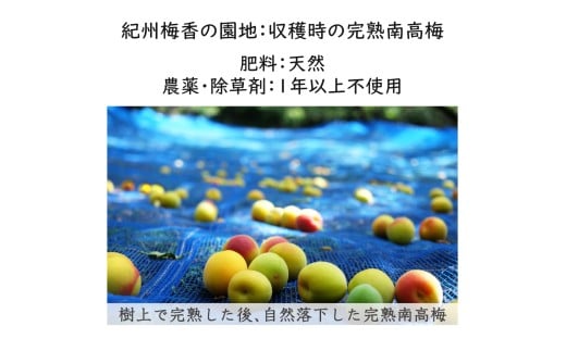 【梅干し 紀州南高梅】 梅干し 無添加 訳あり 減塩 梅干 1kg（500×2）塩分3％ / 和歌山 梅干し 紀州南高梅 南高梅 梅干 梅 うめ 肉厚 お米 おにぎり 焼酎【baiko005】
