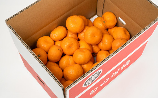 【先行予約】紀州有田産 濃厚完熟 温州みかん 5kg 【家庭用 訳あり】 ※2026年11月下旬～2027年1月下旬頃に順次発送予定 / みかん ミカン 蜜柑 温州みかん 柑橘 フルーツ 果物 くだもの 和歌山【uot003】