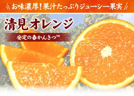 田村産清見オレンジ[約4.5kg]湯浅町田村産春みかん(果実サイズおまかせ)/紀伊国屋文左衛門本舗　※2026年3月中旬～4月下旬頃発送予定【kztb492A】