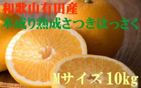 こだわりの和歌山有田産木成り熟成さつき八朔 10kg(Mサイズ) ※2024年4月上旬～4月下旬頃に発送【tec840】