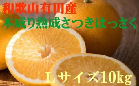 こだわりの和歌山有田産木成り熟成さつき八朔 10kg(Lサイズ) ※2024年4月上旬～4月下旬頃に発送【tec841】