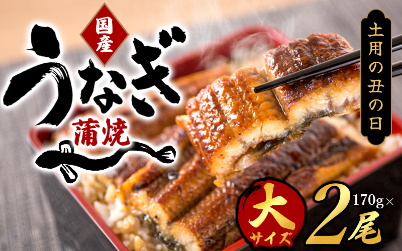 【春土用の丑の日】【大型サイズ】国産 大型サイズ ふっくら柔らか 国産うなぎ蒲焼き 2尾 化粧箱入 先行予約 国産 うなぎ ウナギ 鰻 蒲焼 土用の丑の日 丑の日【uot302A-dy】 