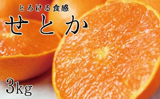とろける食感！ジューシー柑橘　せとか　約3kg サイズお任せ 【予約】※2026年2月下旬頃～2026年3月下旬頃発送(お届け日指定不可)【uot506A】